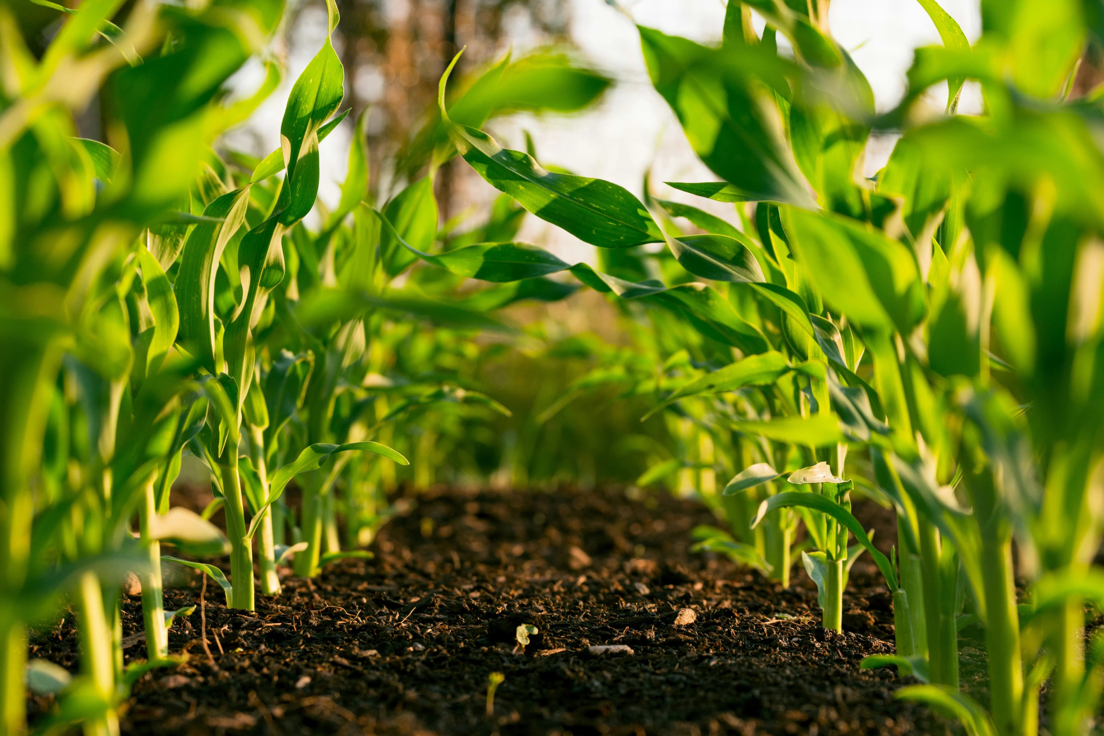 Agriculture AI data annotation services