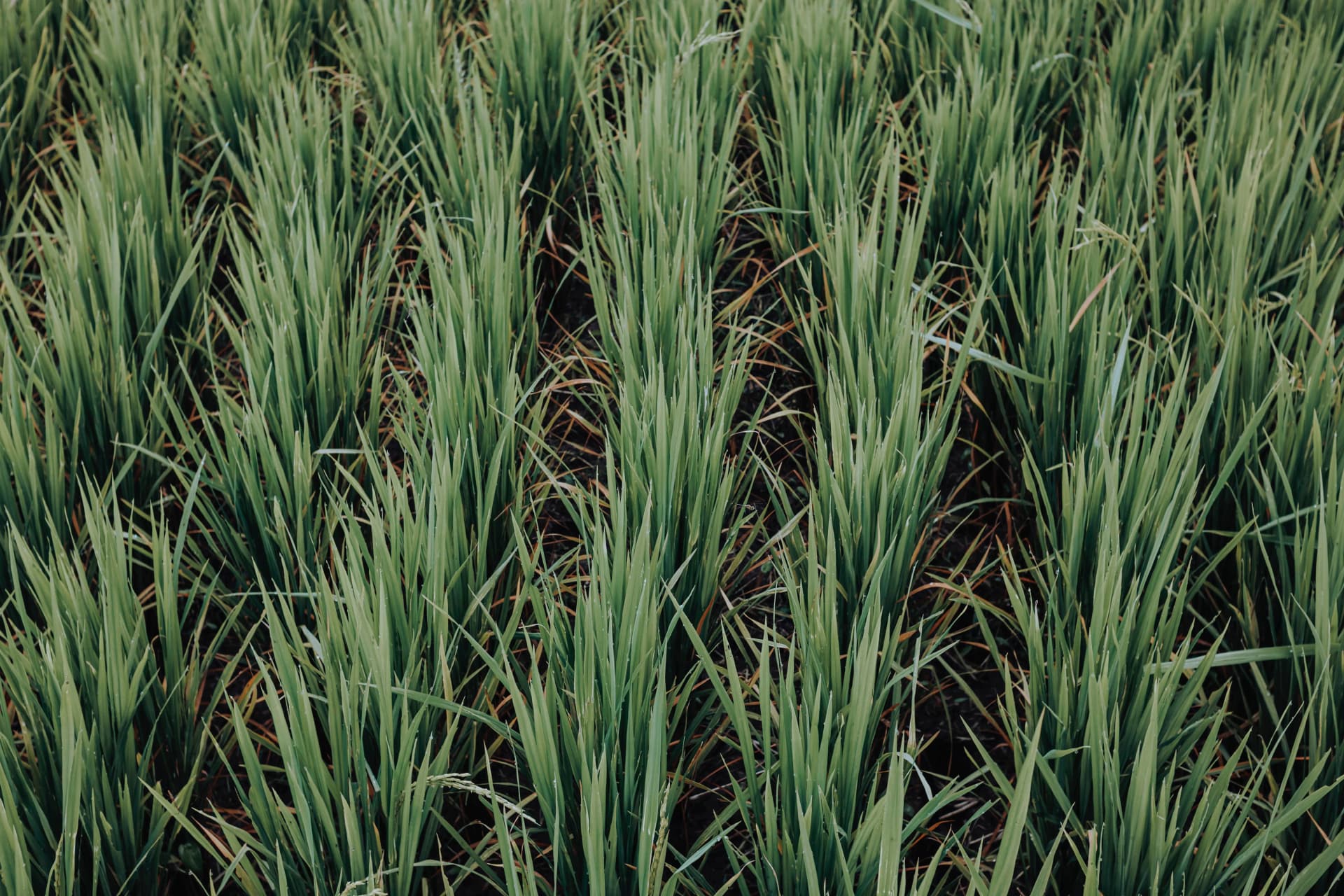 Crop Monitoring